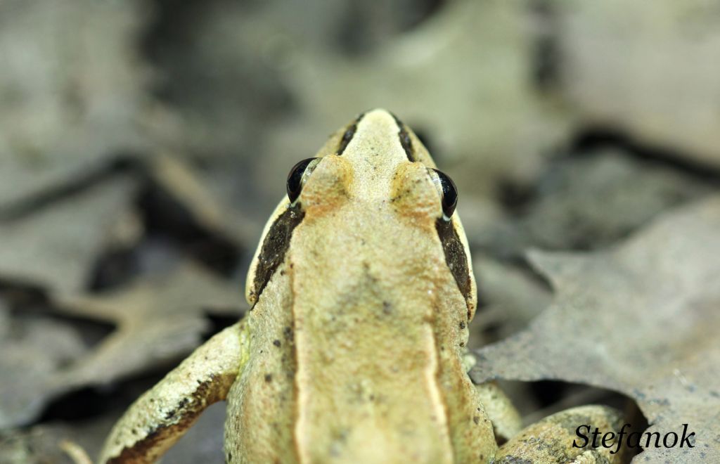 Identificazione Rana - Rana dalmatina